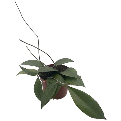 Hoya Tequila Sunrise - seltene Porzellanblume