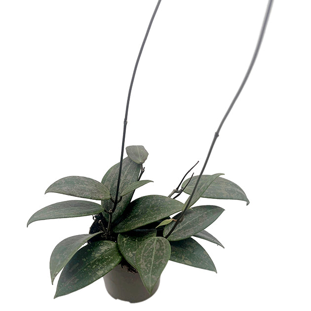 Hoya "Wibrerglae"- Porzellanblume mit rosa Sprenkel