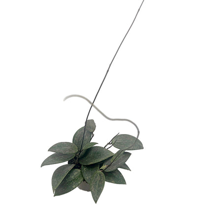 Hoya "Wibrerglae"- Porzellanblume mit rosa Sprenkel