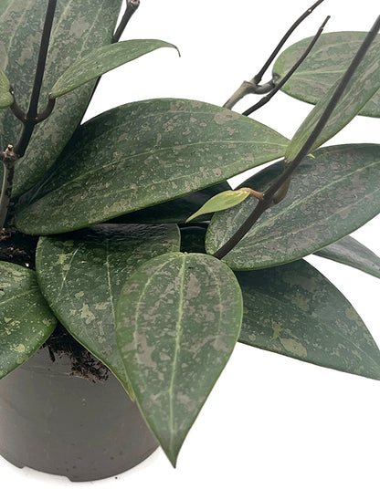 Hoya "Wibrerglae"- Porzellanblume mit rosa Sprenkel