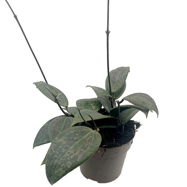 Hoya "Wibrerglae"- Porzellanblume mit rosa Sprenkel