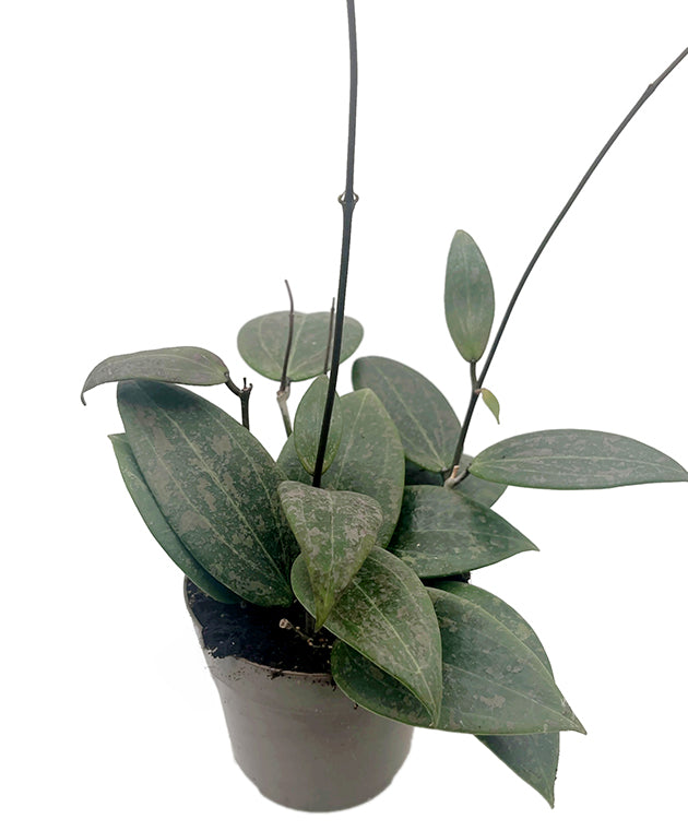 Hoya "Wibrerglae"- Porzellanblume mit rosa Sprenkel