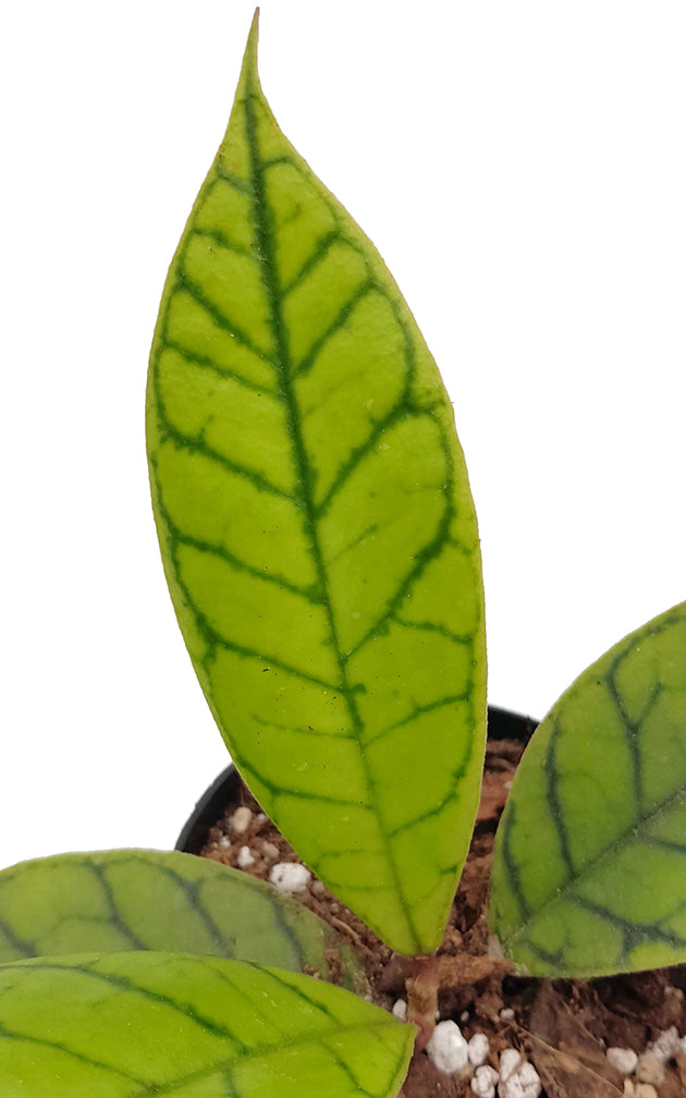 Hoya callistophylla - Porzellanblume mit markanter Aderung