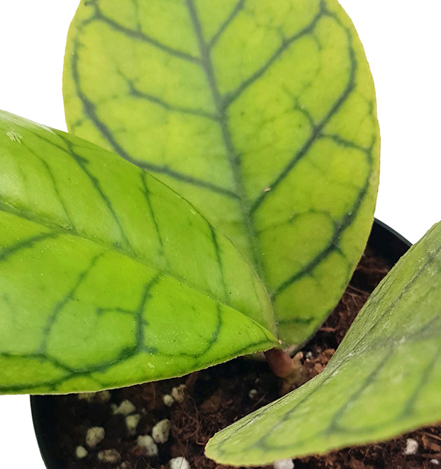 Hoya callistophylla - Porzellanblume mit markanter Aderung