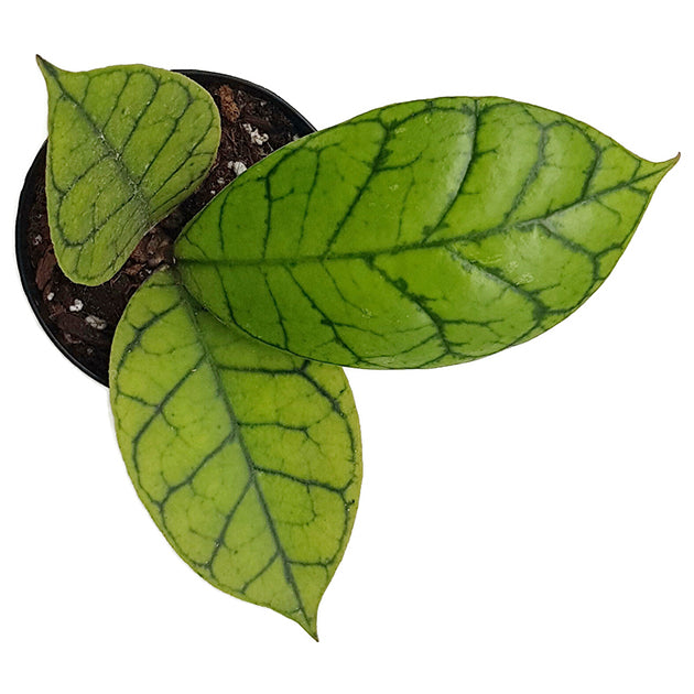 Hoya callistophylla - Porzellanblume mit markanter Aderung