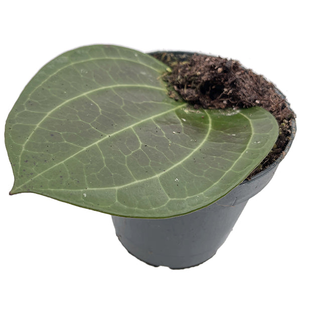 Hoya latifolia - Big Leaf Hoya