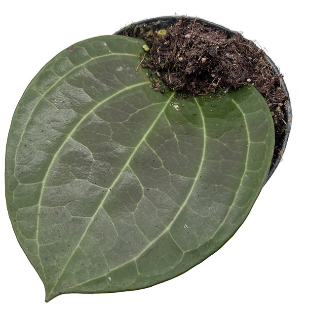 Hoya latifolia - Big Leaf Hoya