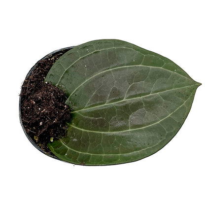 Hoya latifolia - Big Leaf Hoya