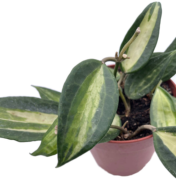 Hoya macrophylla variegata "Pot of Gold" - seltene Porzellanblume