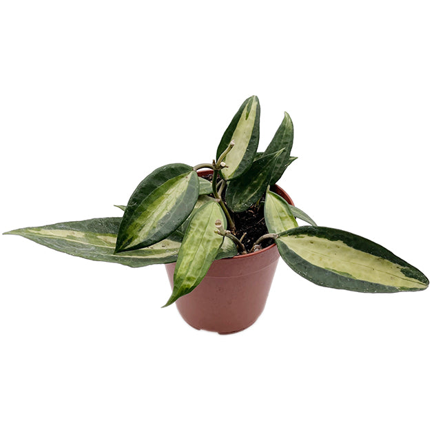 Hoya macrophylla variegata "Pot of Gold" - seltene Porzellanblume