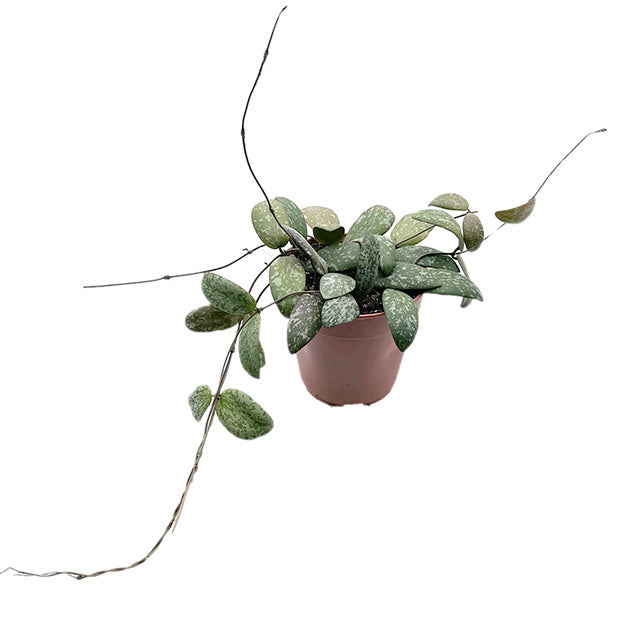 Hoya sigillatis - Porzellanblume