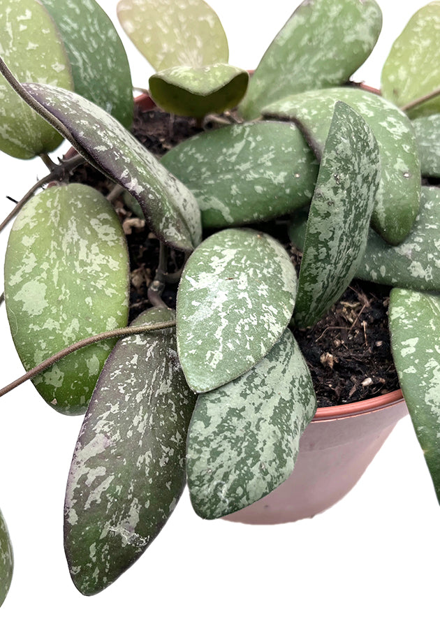 Hoya sigillatis - Porzellanblume