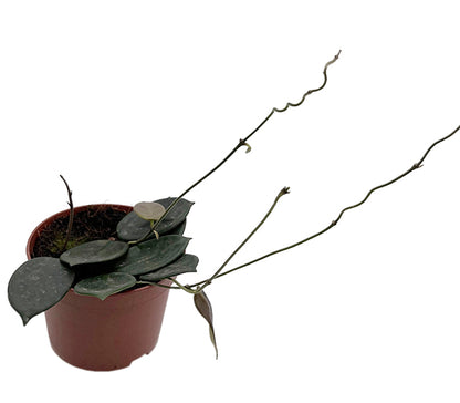 Hoya vangviengiensis - dunkle Porzellanblume