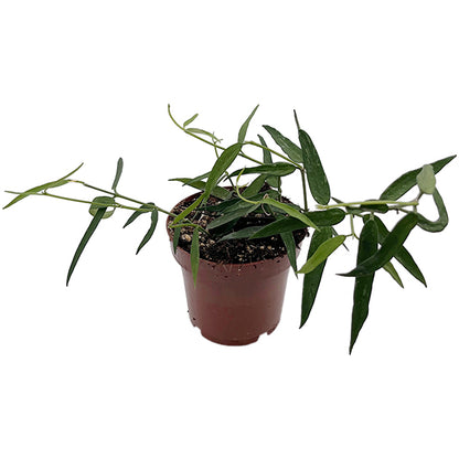 Hoya burmanica "Longleaves" - seltene Porzellanblume
