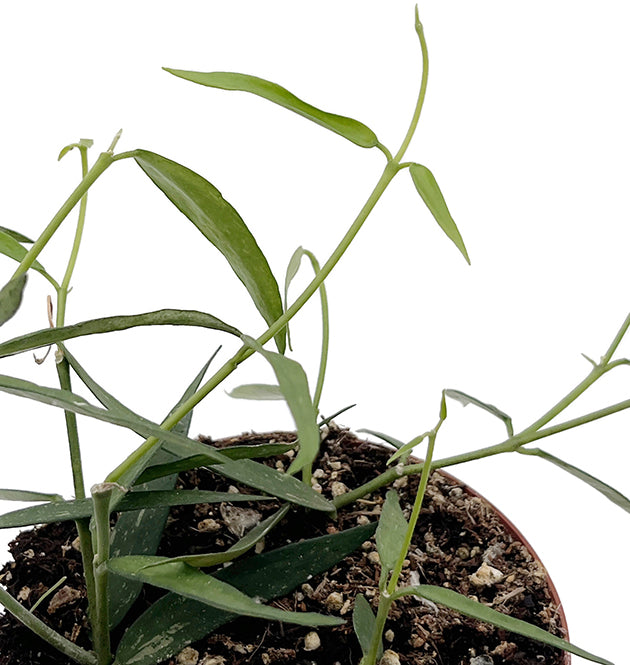 Hoya burmanica "Longleaves" - seltene Porzellanblume