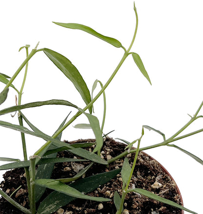 Hoya burmanica "Longleaves" - seltene Porzellanblume
