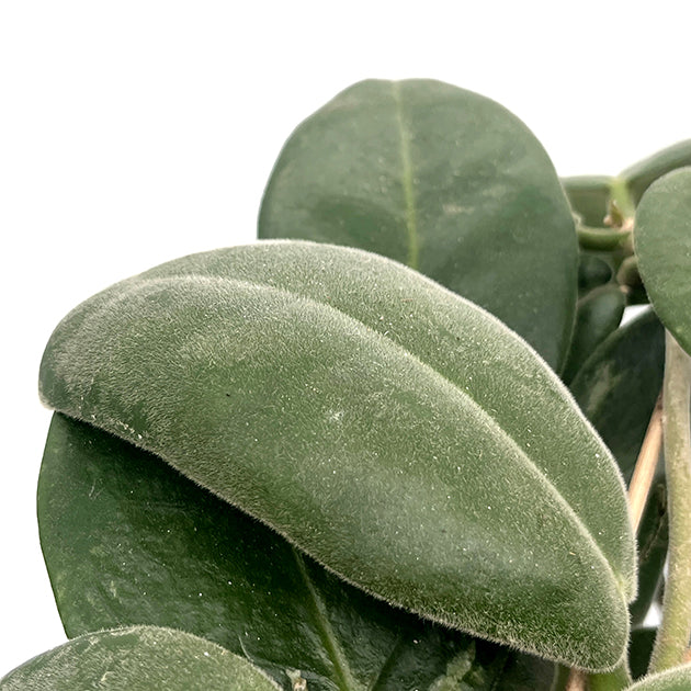 Hoya calycina &