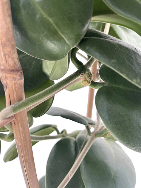 Hoya calycina &