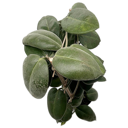 Hoya calycina &