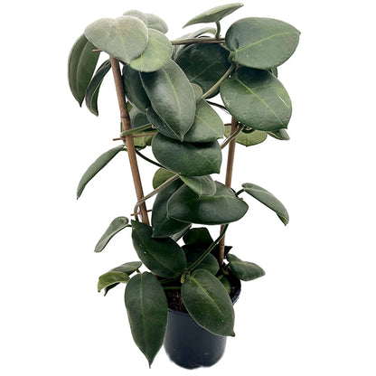 Hoya calycina &