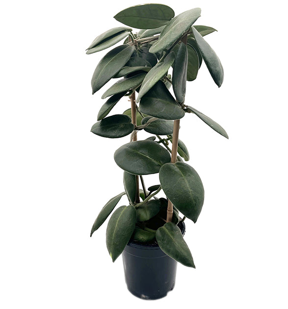 Hoya calycina &