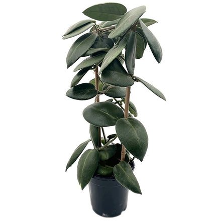 Hoya calycina &