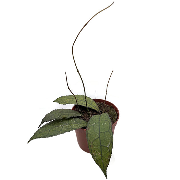 Hoya clemensiorum "Dark Leaf" - dunkle Porzellanblume