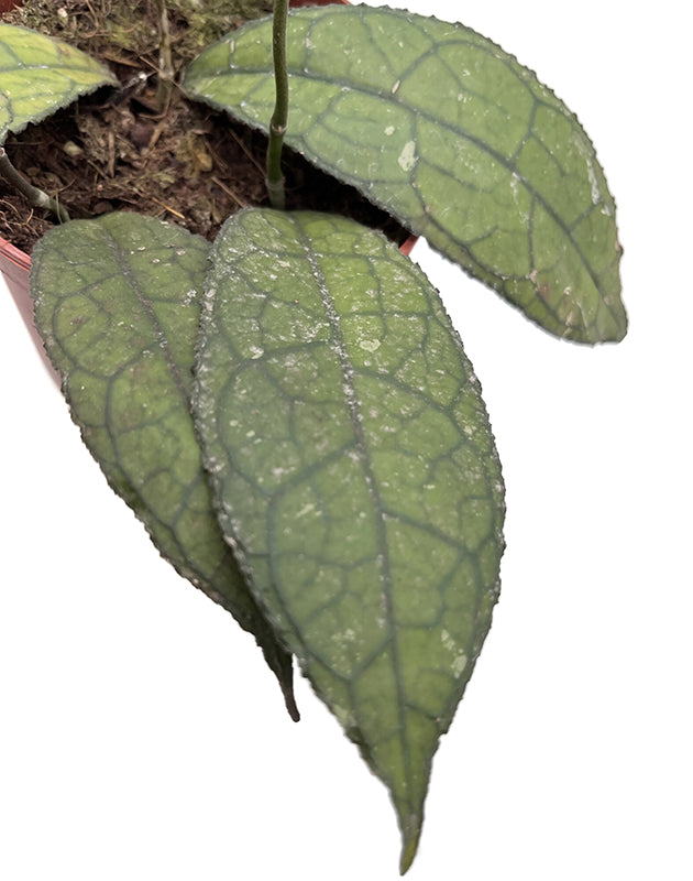 Hoya clemensiorum "Dark Leaf" - dunkle Porzellanblume