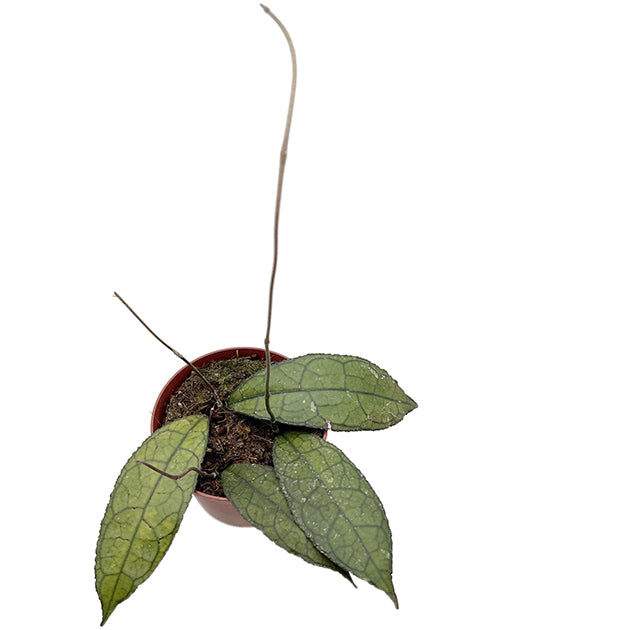 Hoya clemensiorum "Dark Leaf" - dunkle Porzellanblume