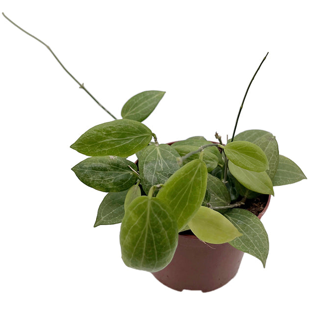 Hoya fitchii - seltene Porzellanblume