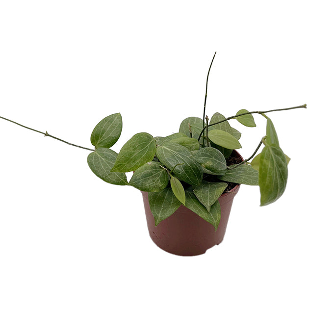Hoya fitchii - seltene Porzellanblume