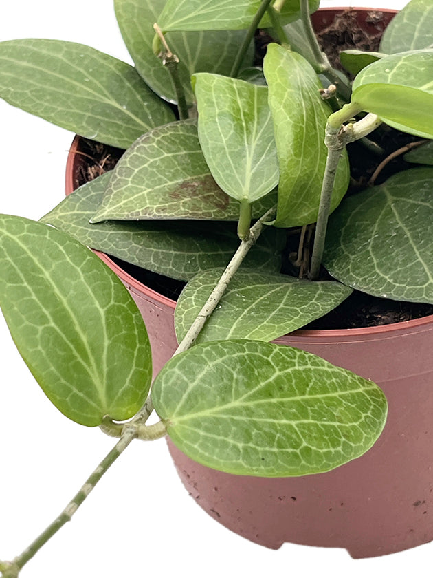 Hoya fitchii - seltene Porzellanblume