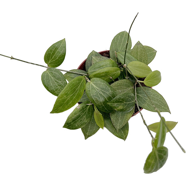 Hoya fitchii - seltene Porzellanblume