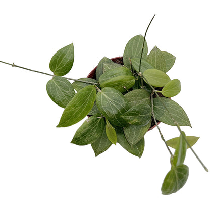 Hoya fitchii - seltene Porzellanblume