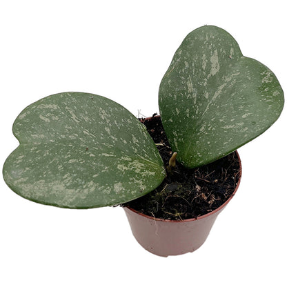 Hoya kerrii splash - seltene Porzellanblume