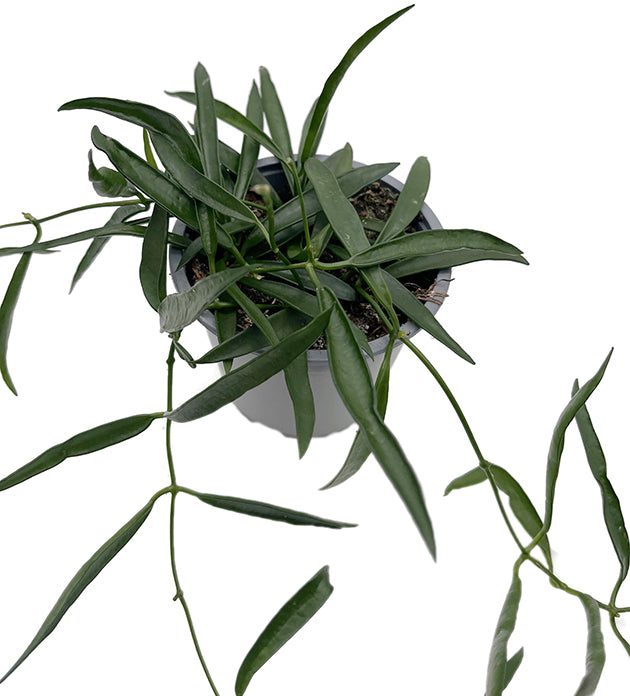 Hoya longifolia - schmalblättrige Hoya