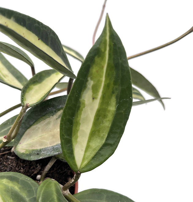 Hoya macrophylla variegata "Pot of Gold" - seltene Porzellanblume