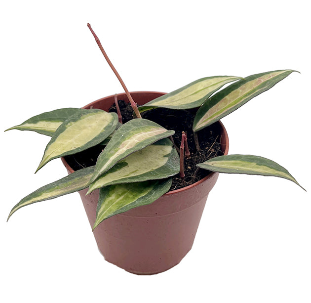 Hoya macrophylla variegata "Pot of Gold" - seltene Porzellanblume