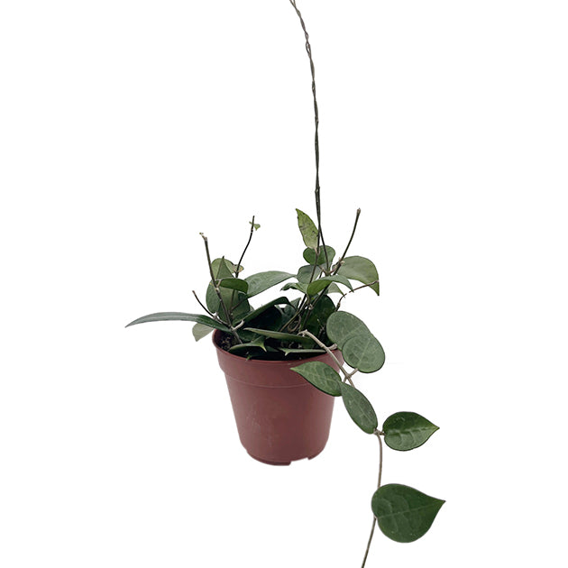 Hoya parasitica &