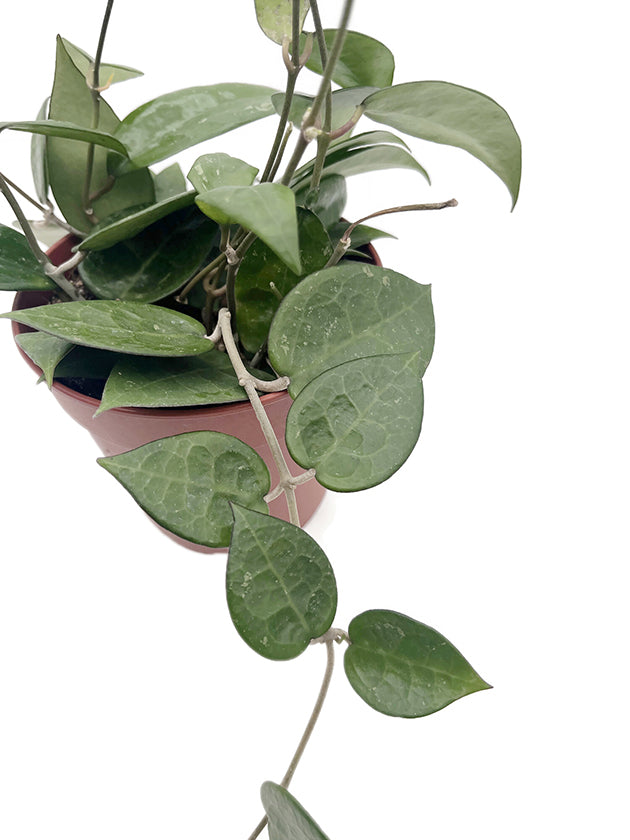 Hoya parasitica &