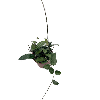 Hoya parasitica &
