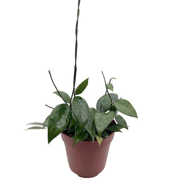 Hoya parasitica &