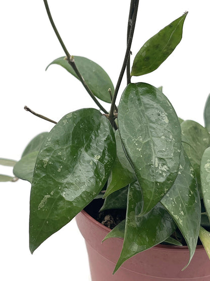 Hoya parasitica &
