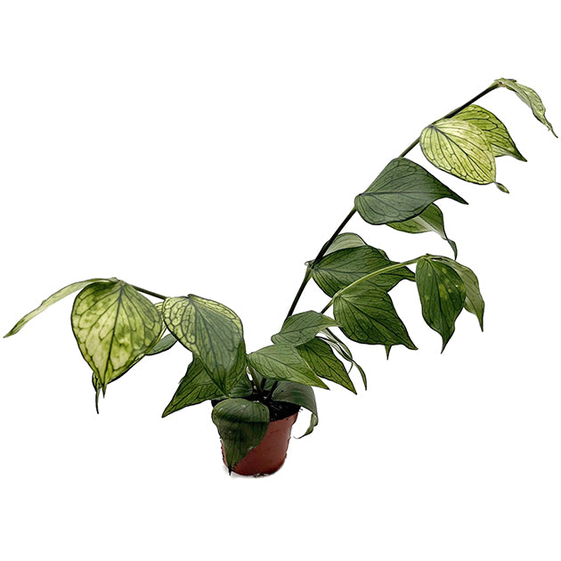 Hoya polyneura variegata - seltene Porzellanblume