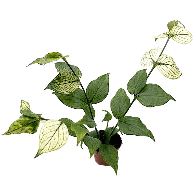 Hoya polyneura variegata - seltene Porzellanblume