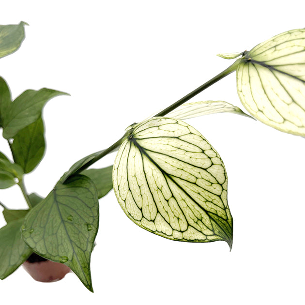 Hoya polyneura variegata - seltene Porzellanblume