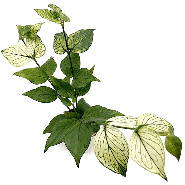 Hoya polyneura variegata - seltene Porzellanblume