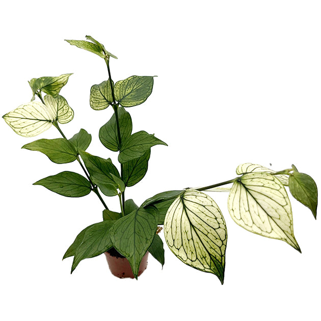 Hoya polyneura variegata - seltene Porzellanblume