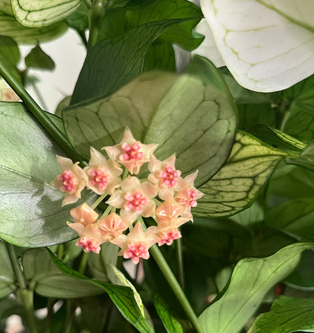 Hoya polyneura variegata - seltene Porzellanblume