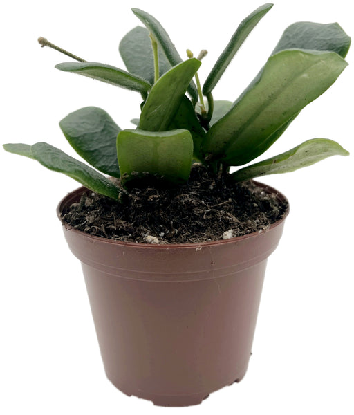 zimmerpflanze runde fleischige blätter Hoya rotundiflora